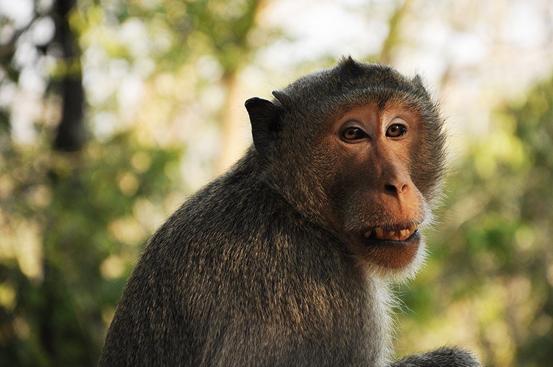 singe bouddha couché Phnom Santuk au cambodge