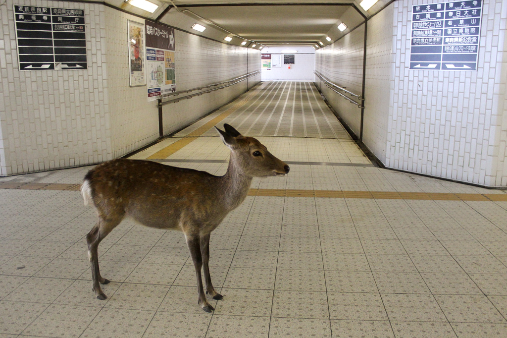 daims à nara coronavirus