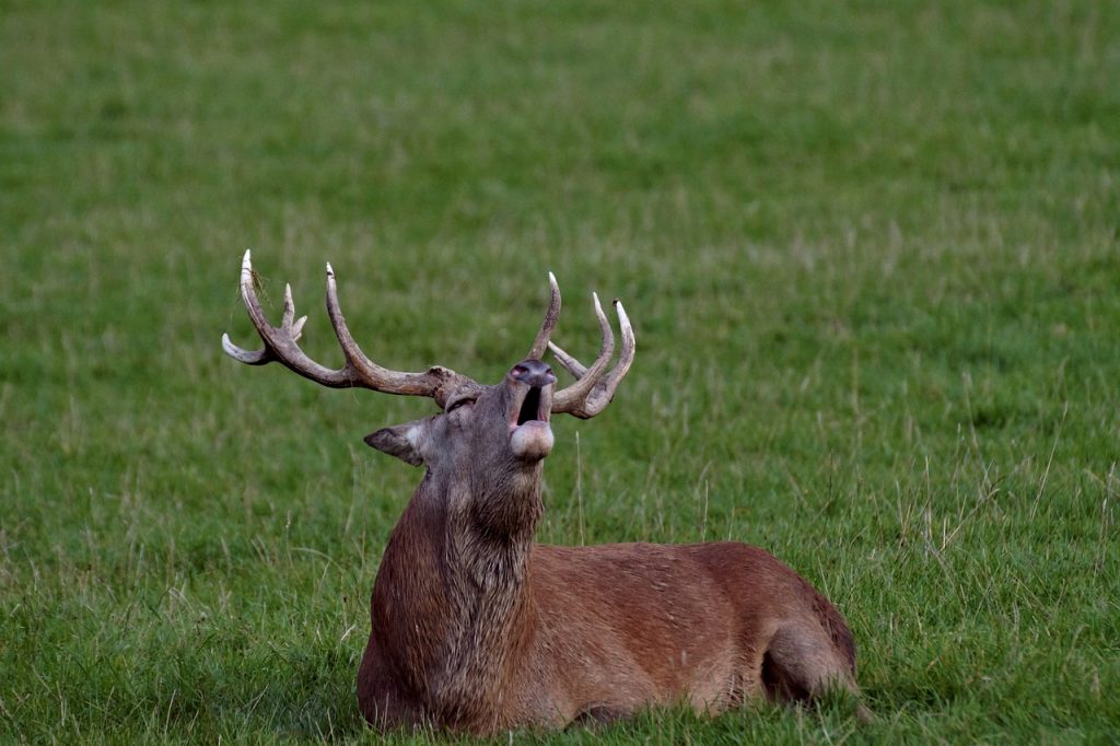 brame du cerf à rambouillet