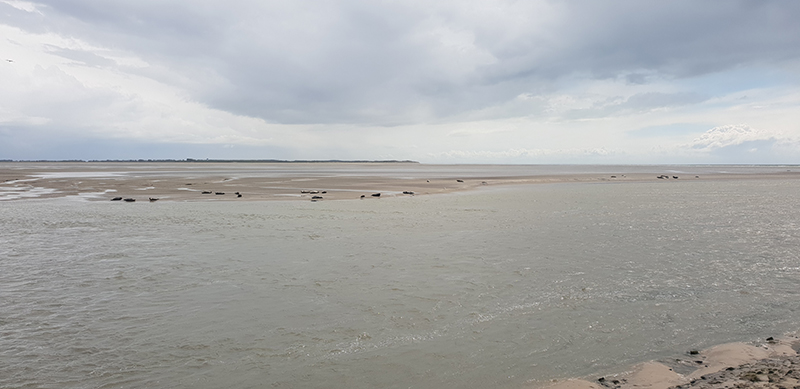 phoques baie de somme phare Berk