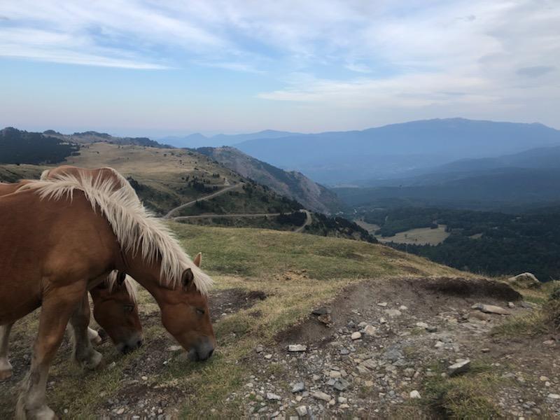 petit train jaune des Pyrénées