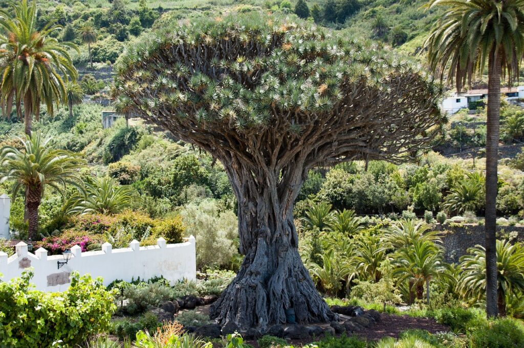 Drago Milenario arbre insolite tenerife
