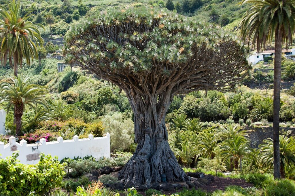 Drago Milenario arbre insolite tenerife