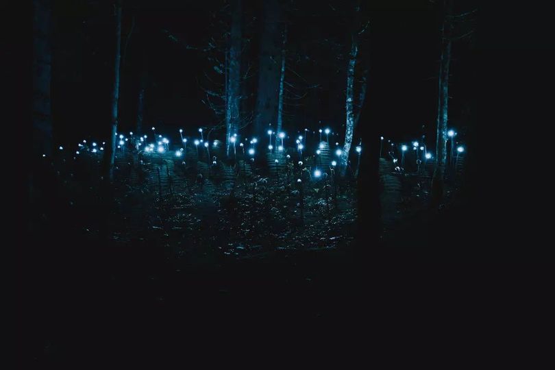 Rêver dans la forêt enchantée aux Gets