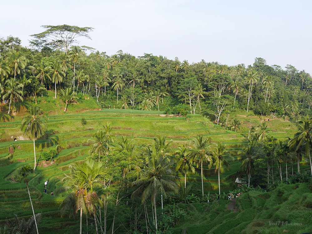 riziere terrasse tegallalang bali