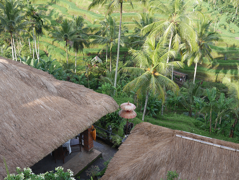 riziere terrasse tegallalang bali