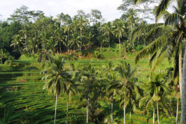 riziere terrasse tegallalang bali