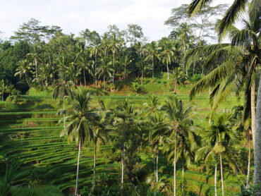 riziere terrasse tegallalang bali