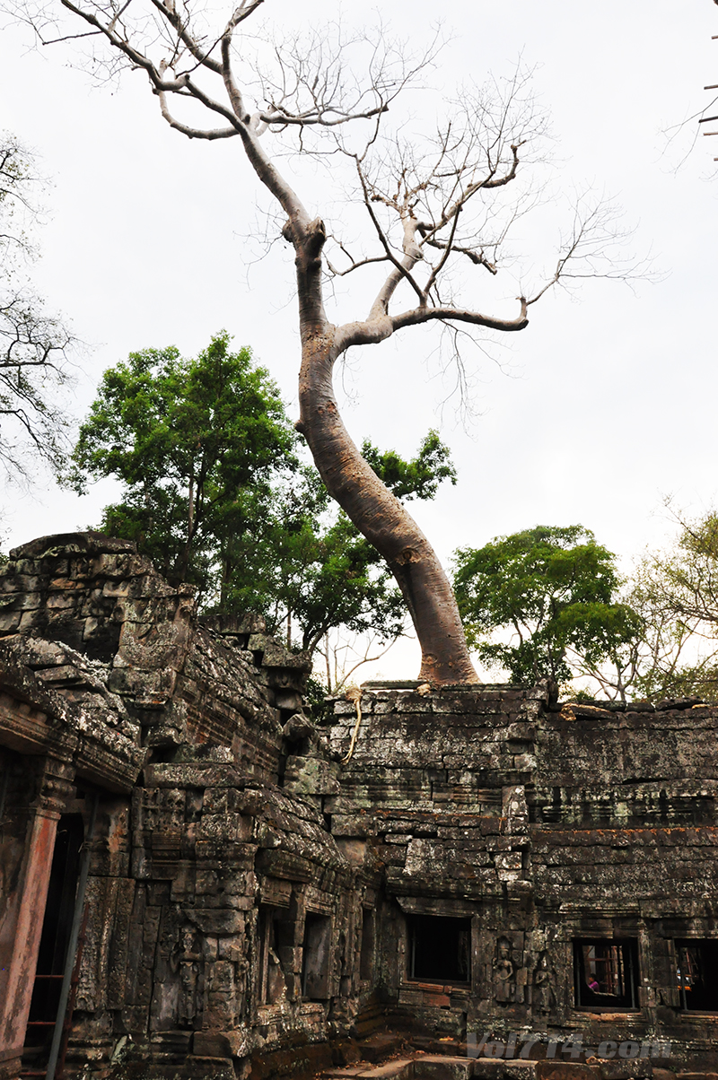 cambodge angkor ta prohm