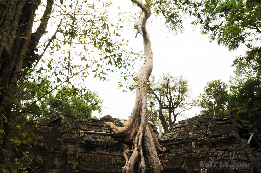 cambodge angkor ta prohm