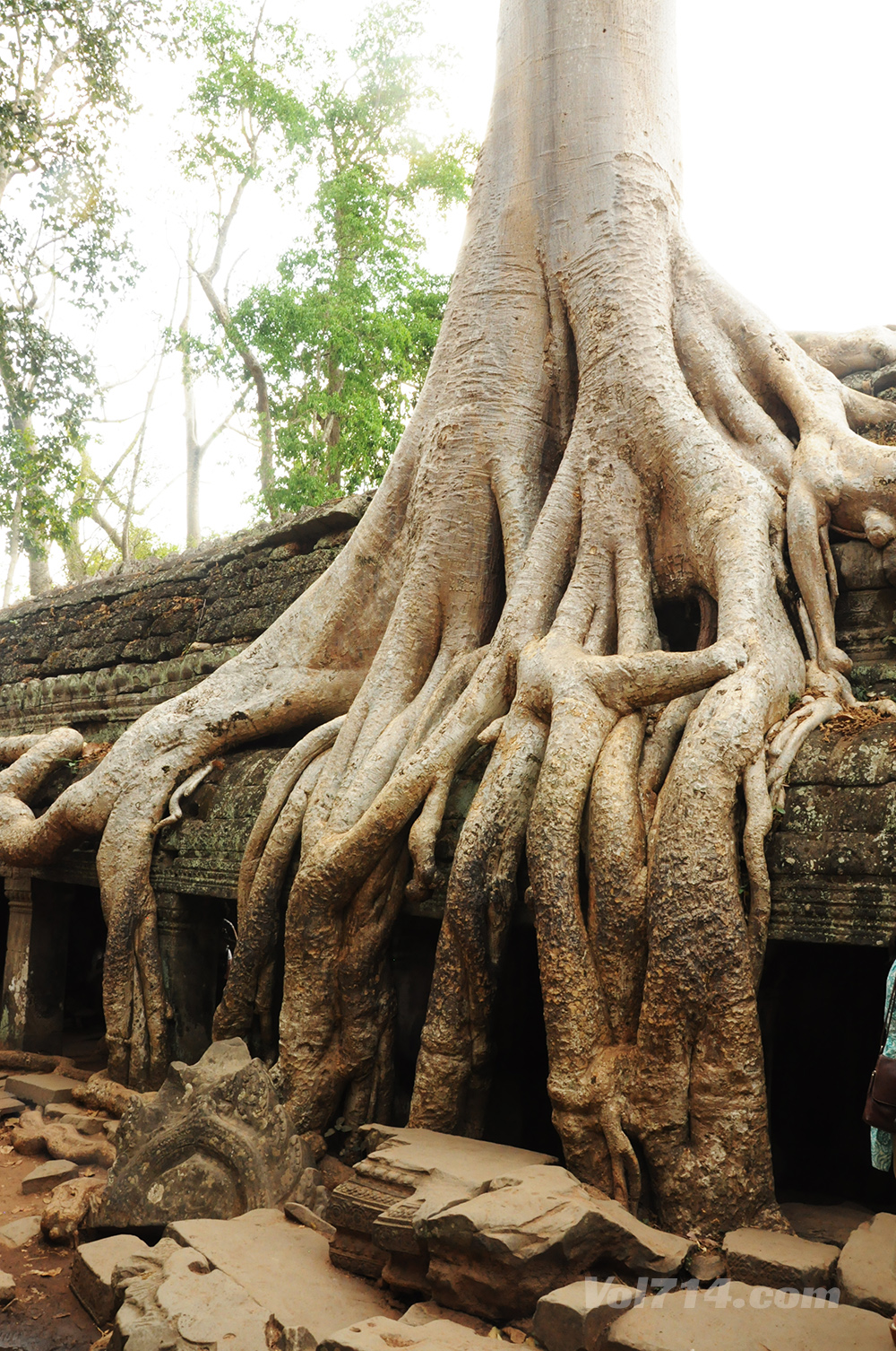 Cambodge ta prohm angkor