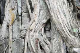 Cambodge ta prohm angkor