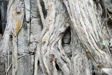 Cambodge ta prohm angkor