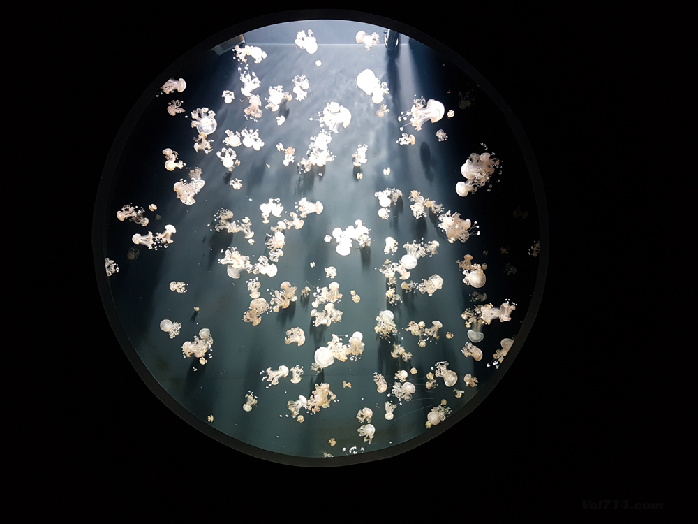 aquarium cineaqua paris