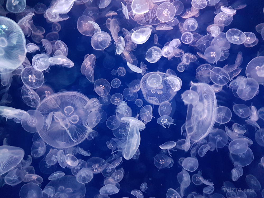 aquarium cineaqua paris