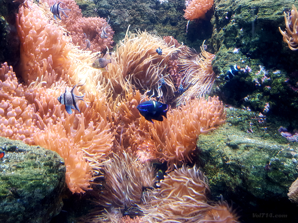 aquarium cineaqua paris