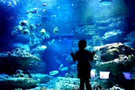 aquarium cineaqua paris