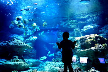 aquarium cineaqua paris