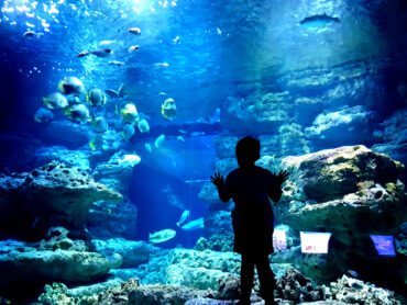 aquarium cineaqua paris