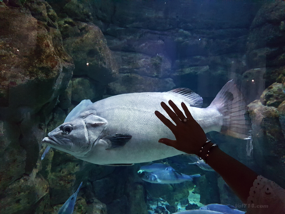 aquarium cineaqua paris