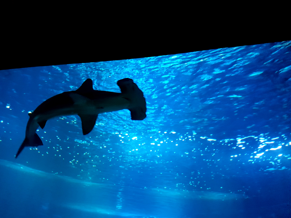aquarium cineaqua paris