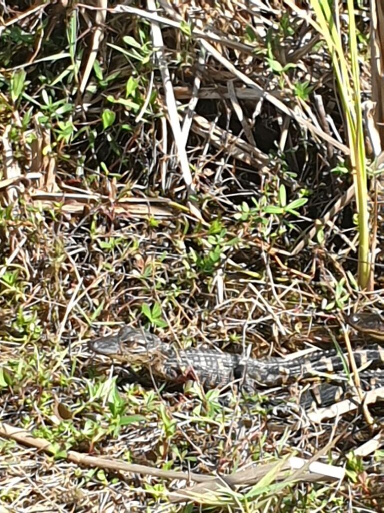 b&eacute;b&eacute; crocodile aux Everglades miami