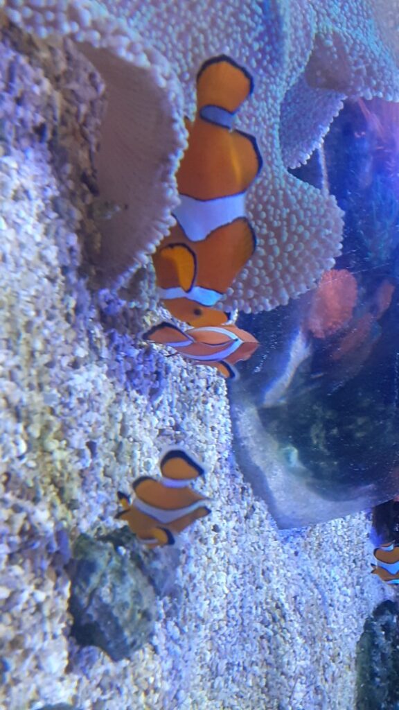 l’aquarium près de Montpellier