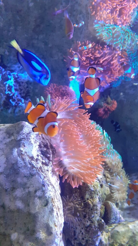 l’aquarium près de Montpellier