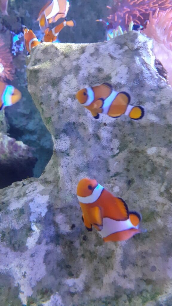 l’aquarium près de Montpellier